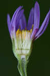 Tatarian aster